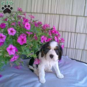 Duke, Cavalier King Charles Spaniel Puppy